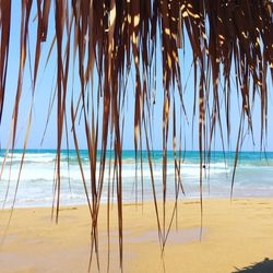 Palm trees on beach against sky