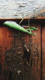 Close-up of lizard