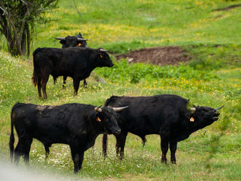 Black horses in a field