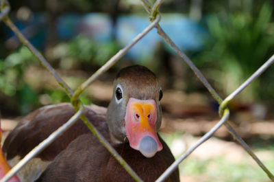 Close-up portrait of a bird