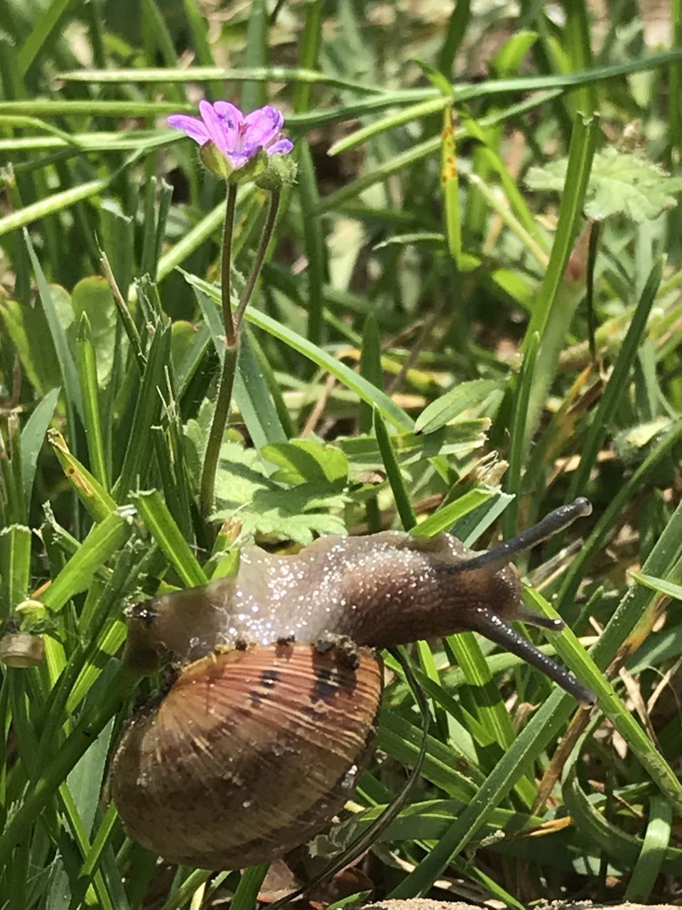 CLOSE-UP OF HONEY BEE ON FLOWER