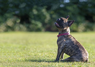 Dog looking away on field