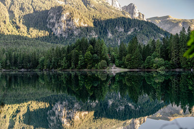 Panoramic view of pine trees by lake in forest