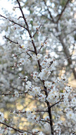 Close-up of cherry blossoms in spring