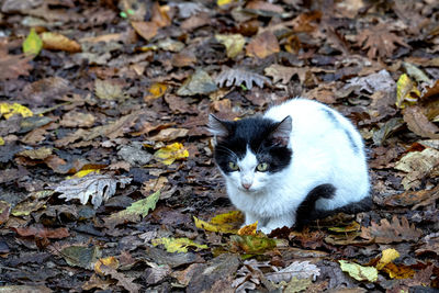 High angle view of cat on field during autumn