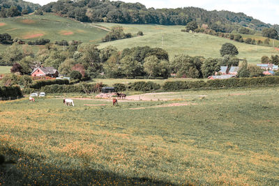 View of horses on field