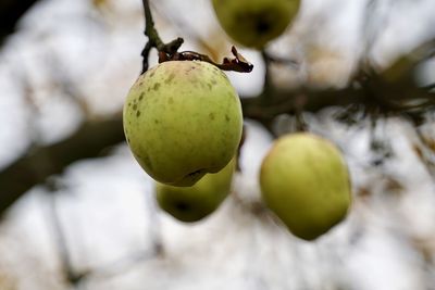 Apple tree