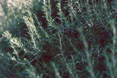 Full frame shot of corn field