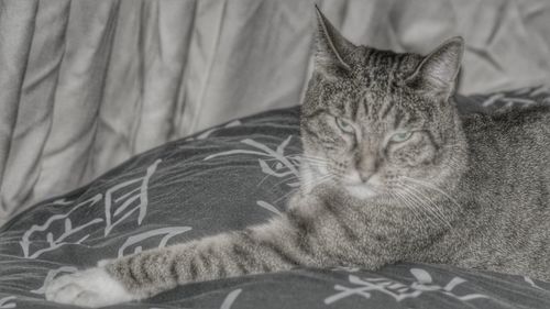 Close-up of cat resting on tiled floor