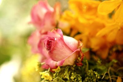 Close-up of pink rose