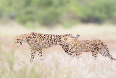 View of a cat on field