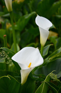 Close-up of white flower blooming outdoors