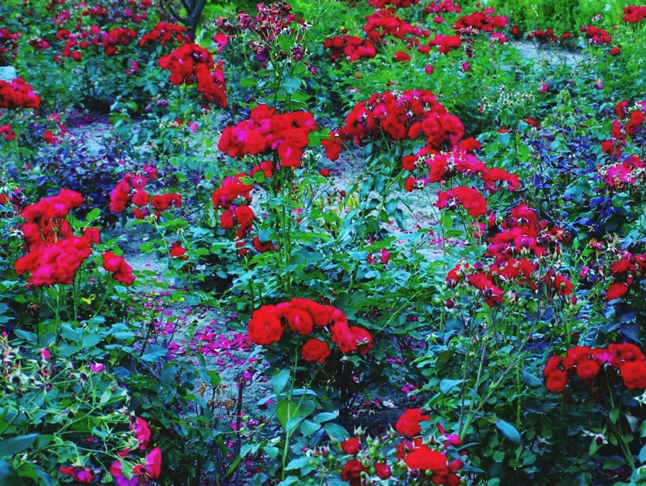 FULL FRAME SHOT OF COLORFUL POPPY FLOWERS IN GARDEN