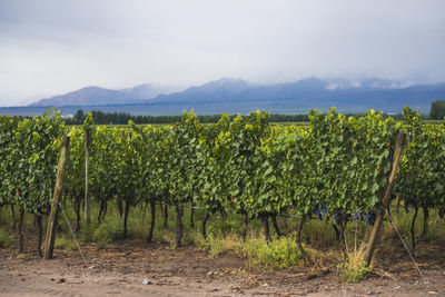 Scenic view of vineyard against sky