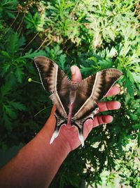 Close-up of hand holding butterfly