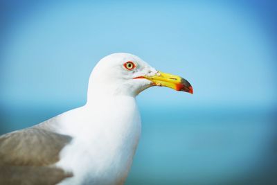 Close-up of seagull against clear blue sky