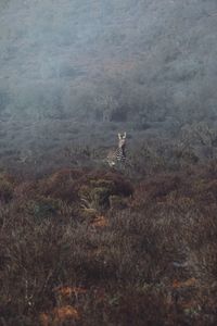 View of an animal on field