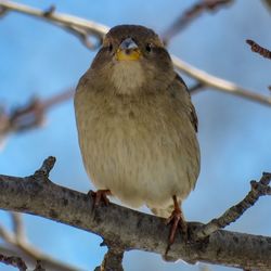 Low angle view of owl perching on branch