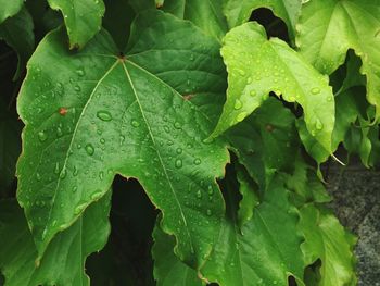 Close-up of wet leaves