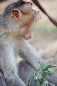 Close-up of monkey with eyes closed