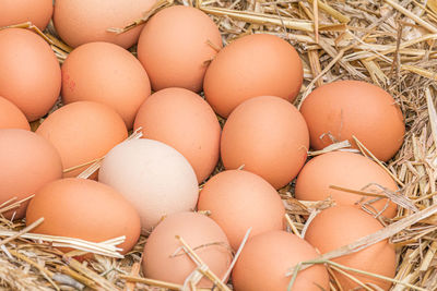 High angle view of eggs in nest