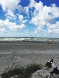 Dog on beach against sky