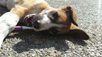 dog, pets, domestic animals, animal themes, mammal, one animal, portrait, relaxation, looking at camera, close-up, lying down, animal head, resting, sitting, no people, canine, day, zoology, pet collar, high angle view