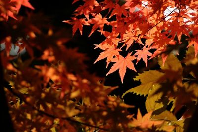 Close-up of maple tree during autumn