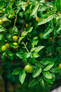 Close-up of fresh green plant