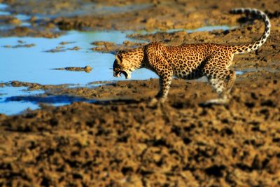 Full length of a cat