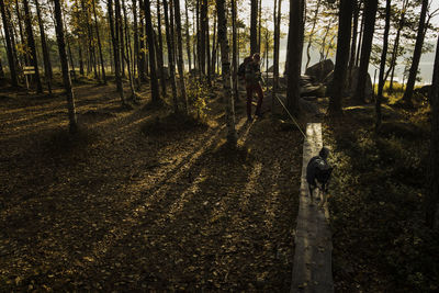 View of trees in forest