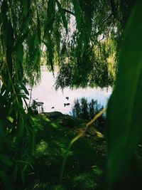 Reflection of trees in lake