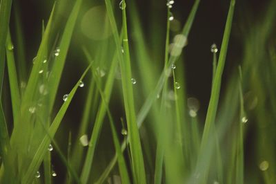 Close-up of wet grass