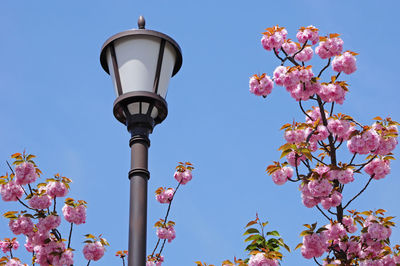 Low angle view of cherry blossoms against blue sky