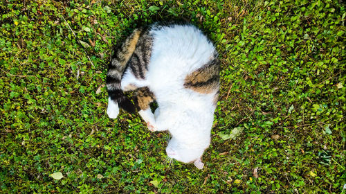 High angle view of dog on field