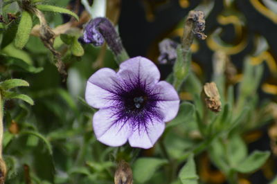 Close-up of purple flowering plant