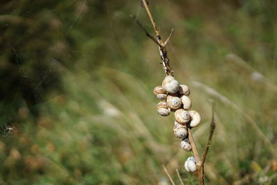 Close-up of snails on plant