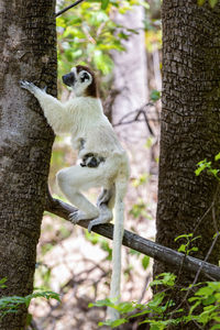 Close-up of monkey on tree