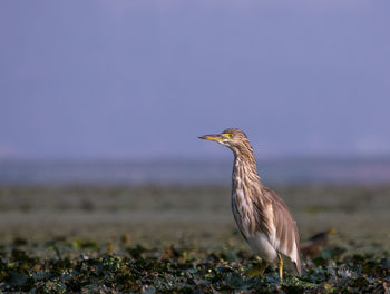 Close-up of bird