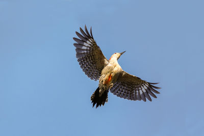 Low angle view of eagle flying against clear blue sky