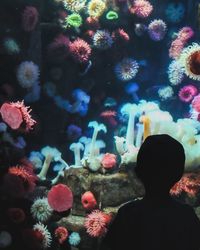 View of coral in aquarium