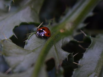 High angle view of ladybug on leaf