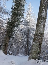 Snow covered land by trees against sky