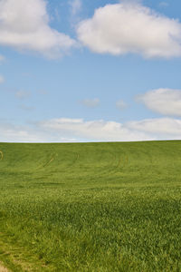 Scenic view of grassy field against sky