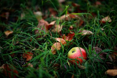 Close-up of apples on field