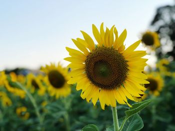 Close-up of yellow sunflower against sky