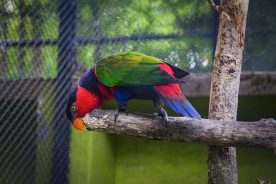 Close-up of parrot perching on branch