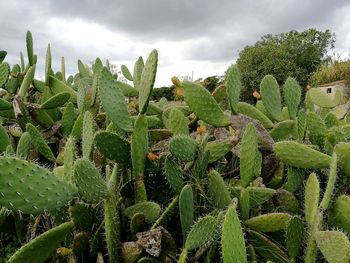 Close-up of cactus growing on field against sky