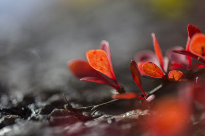 Macro shot of bright red autumn leaves