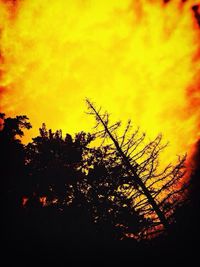 Low angle view of trees against sky at sunset